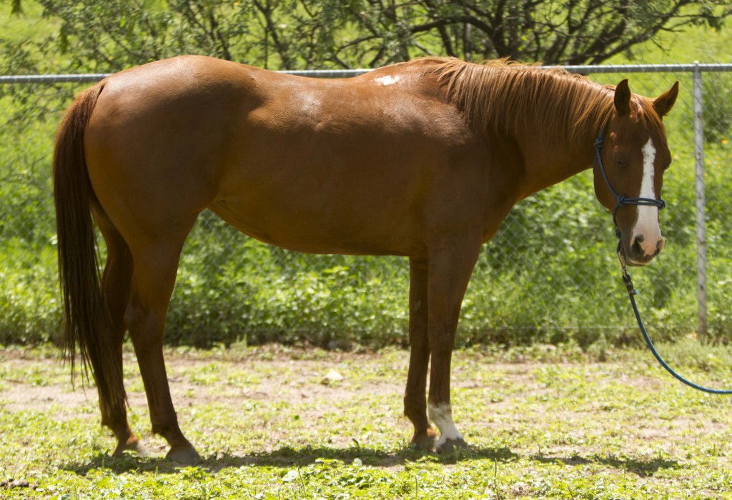 Shes Smooth N Silver TS Quarter Horses