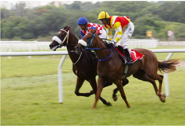 How Race Horses Are Trained For The Track