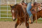 NRCHA, cutting, reining, working cowhorse, AQHA, TS Quarter Horses, Shining Spark