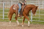 TS Quarter Horses, cutting, all around horses, Idaho, reining, ranch horse.