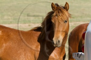 Promise Gonna Getcha