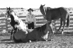 Ryan Bukley, Pritchett, Colorado, Trick Horses, Rodeo Acts,