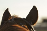 NCHA, cutting, Hagerman Idaho, ts quarter horses, cd olena, peppy san badger, sale horses