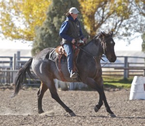 Hagerman, Idaho, Rope Horse, Ranch Horse, team Roping, race horses, gelding, blue roan, TS Quarter Horses