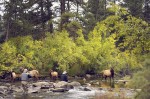Elk, Fly Fishing, Idaho, Adobe Photoshop, Quarter Horses, TS Quarter Horses, Hagerman, Snake River