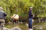 Elk, Fly Fishing, Idaho, Adobe Photoshop, Quarter Horses, Tabitha, Hagerman, Snake River