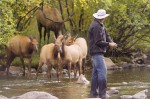 Elk, Fly Fishing, Idaho, Adobe Photoshop, TS Quarter Horses, Hagerman, Snake River
