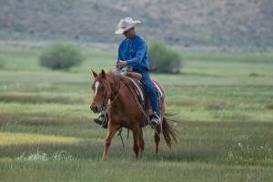 True Ranch Horse ~ HA Im On The Go
