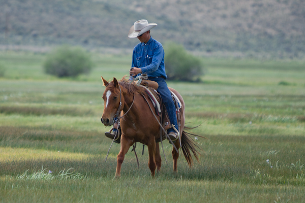 HA Im On The Go True Ranch Horse ~ HA Im On The Go