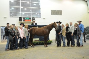 horse auctions
