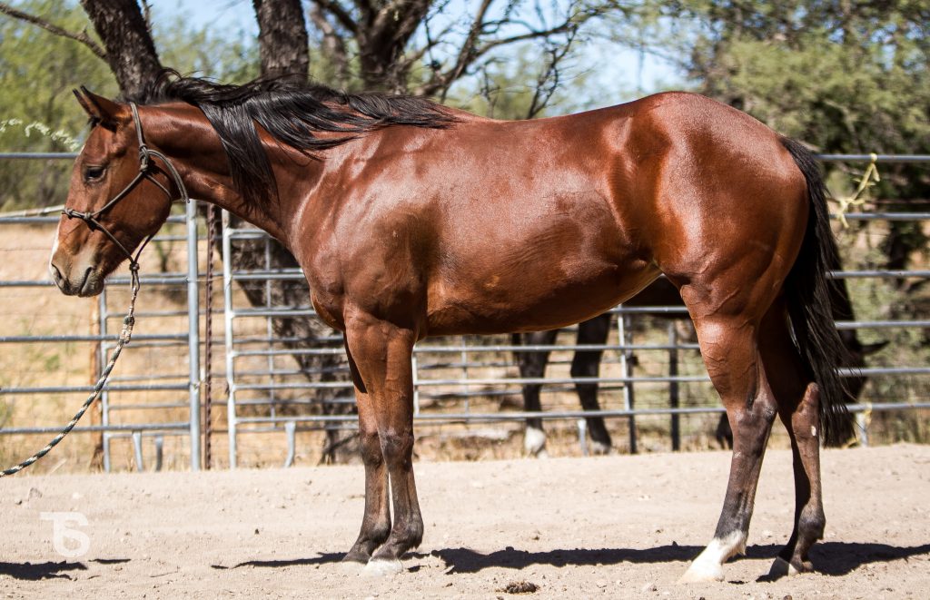 Horse Auctions TS Quarter Horses