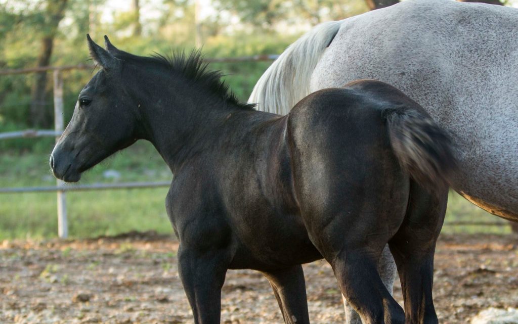 14195406_10209048884037052_8032511473632462537_o