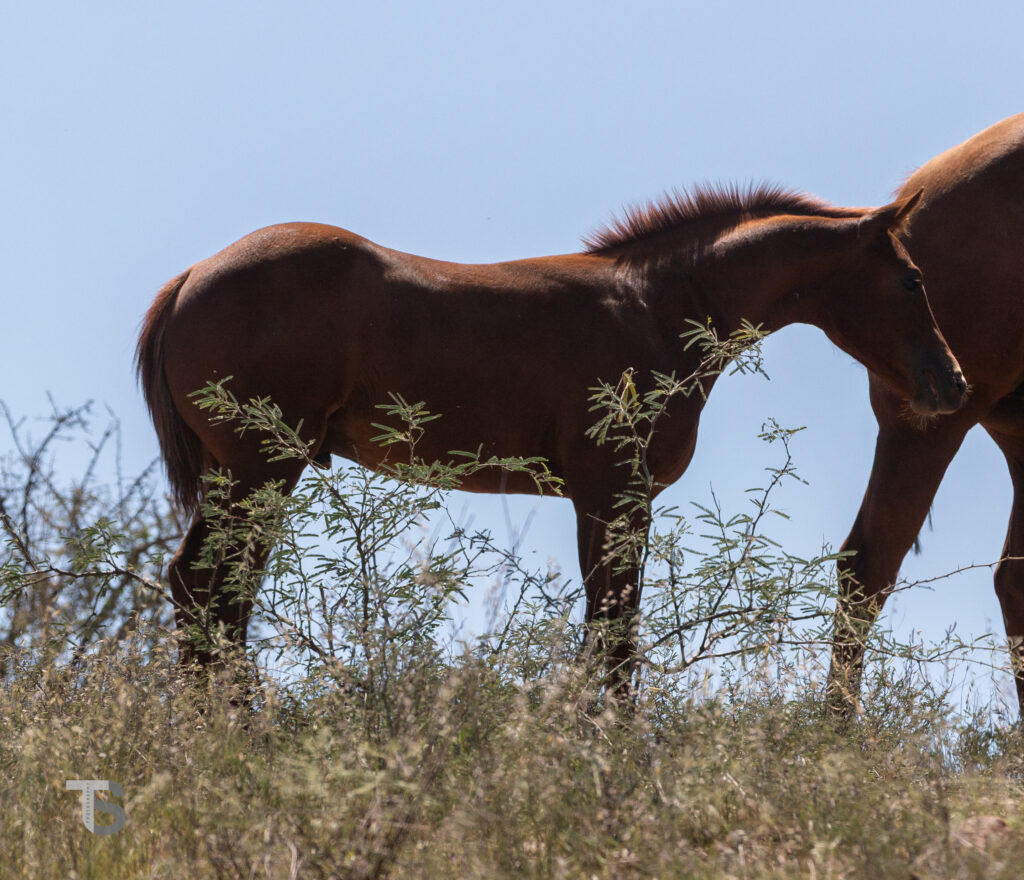 2006 Lil Man Foal